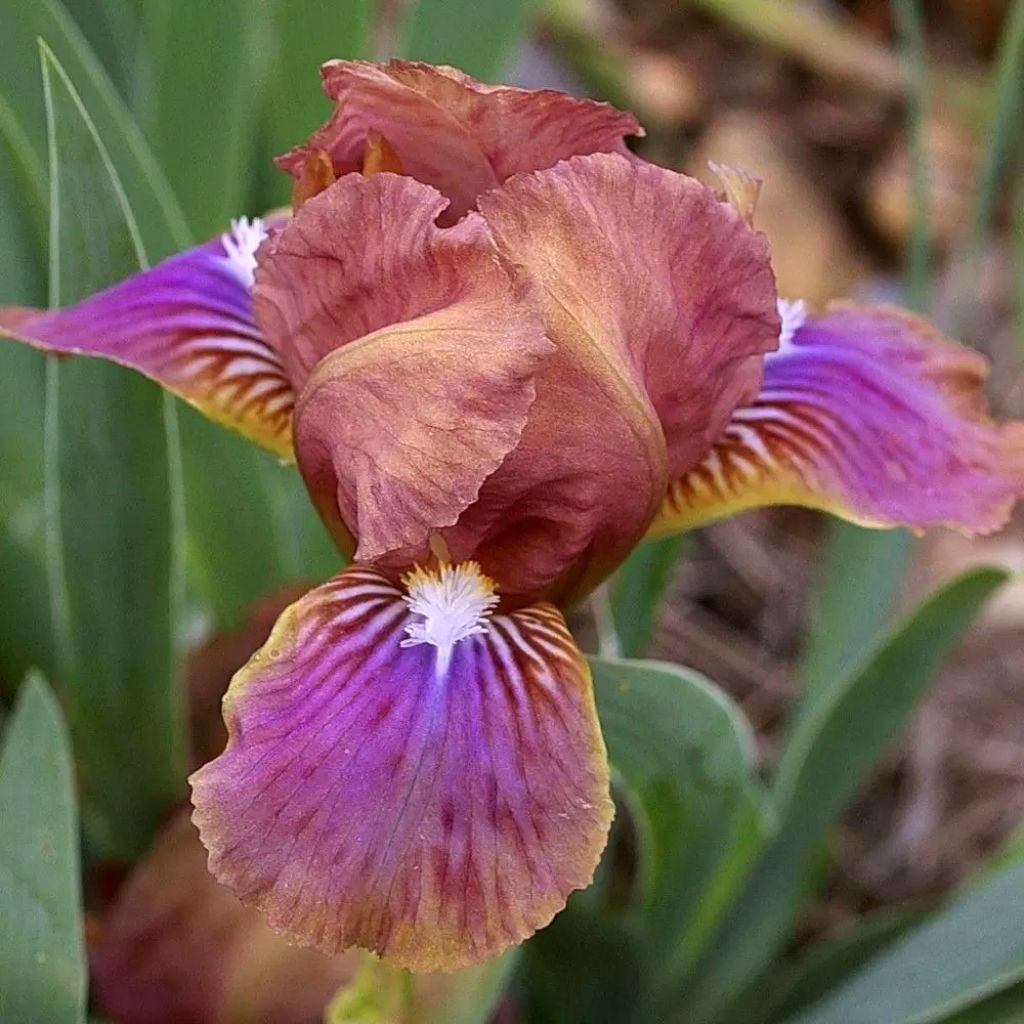 Iris pumila Wee Harry