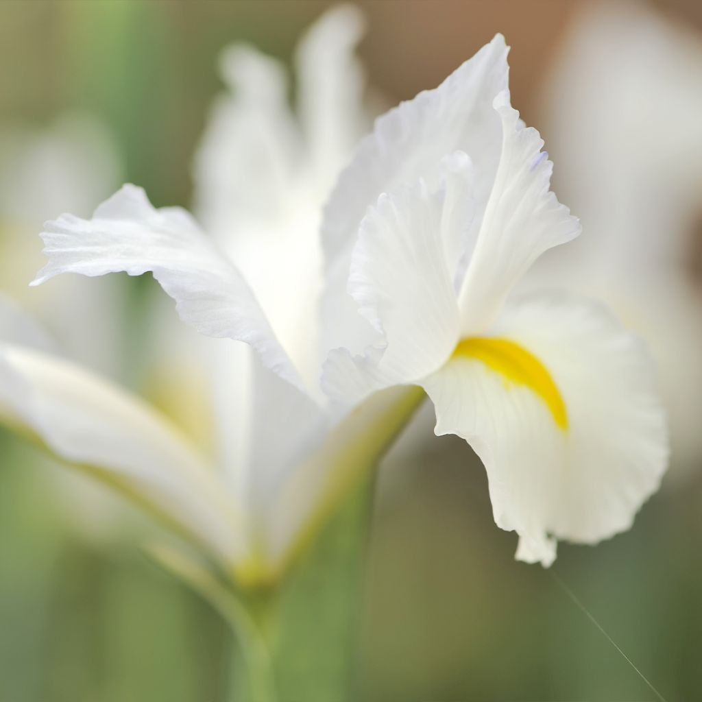 Iris reticulata Louise