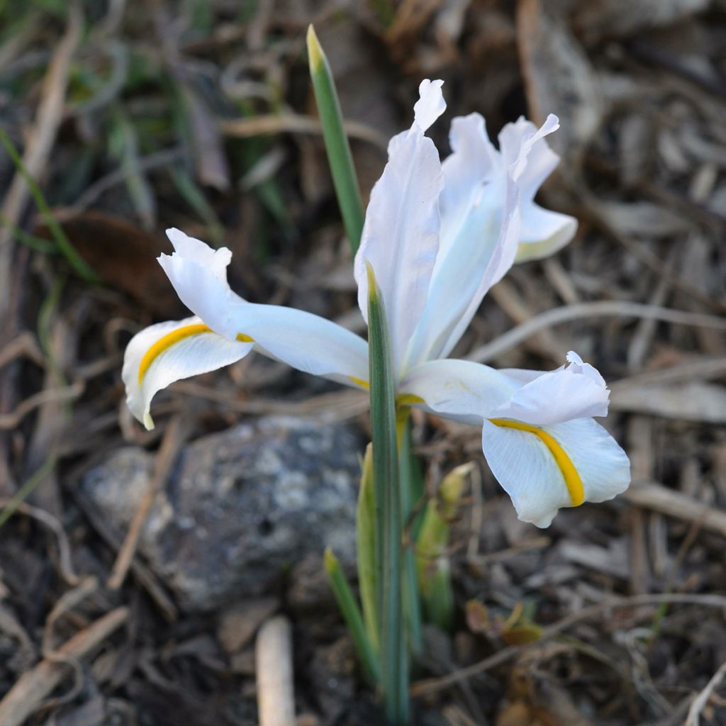 Iris reticulata White Caucasus