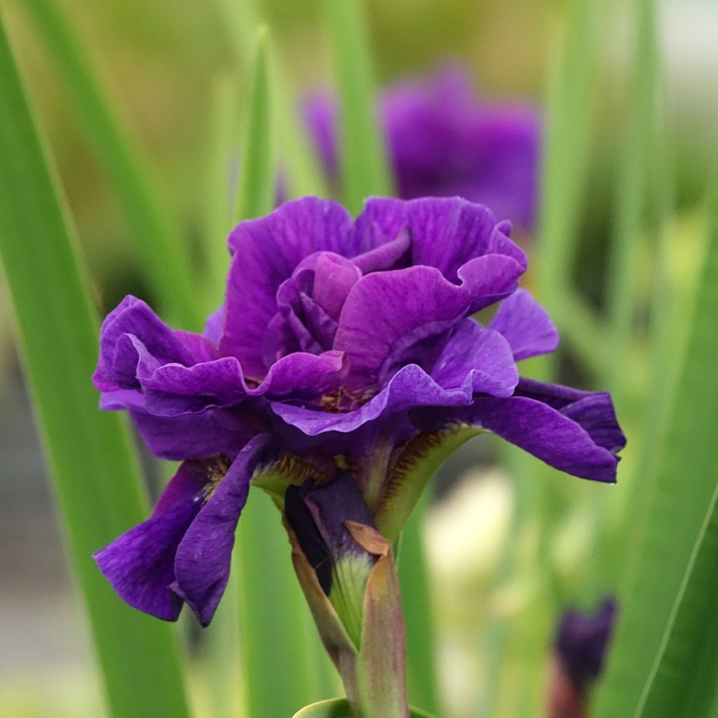 Iris sibirica Concord Crush