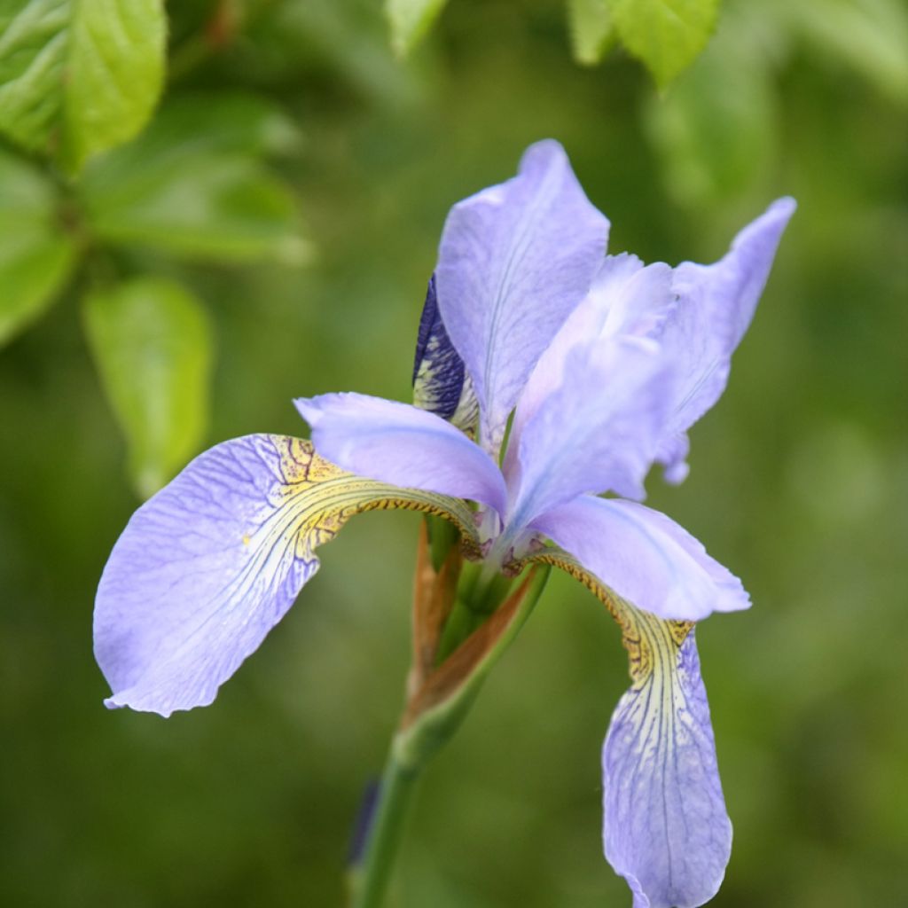 Iris sibirica Perry's Blue