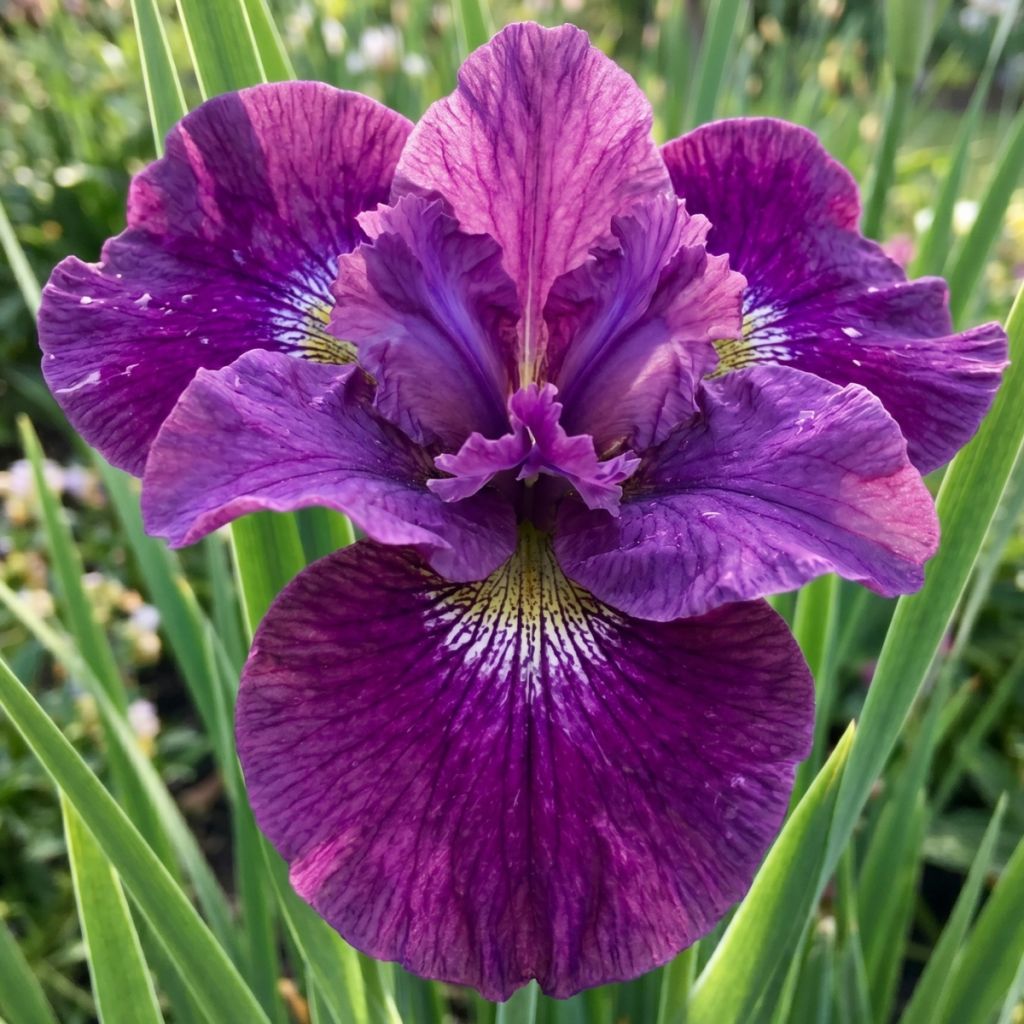 Iris sibirica Spindazzle