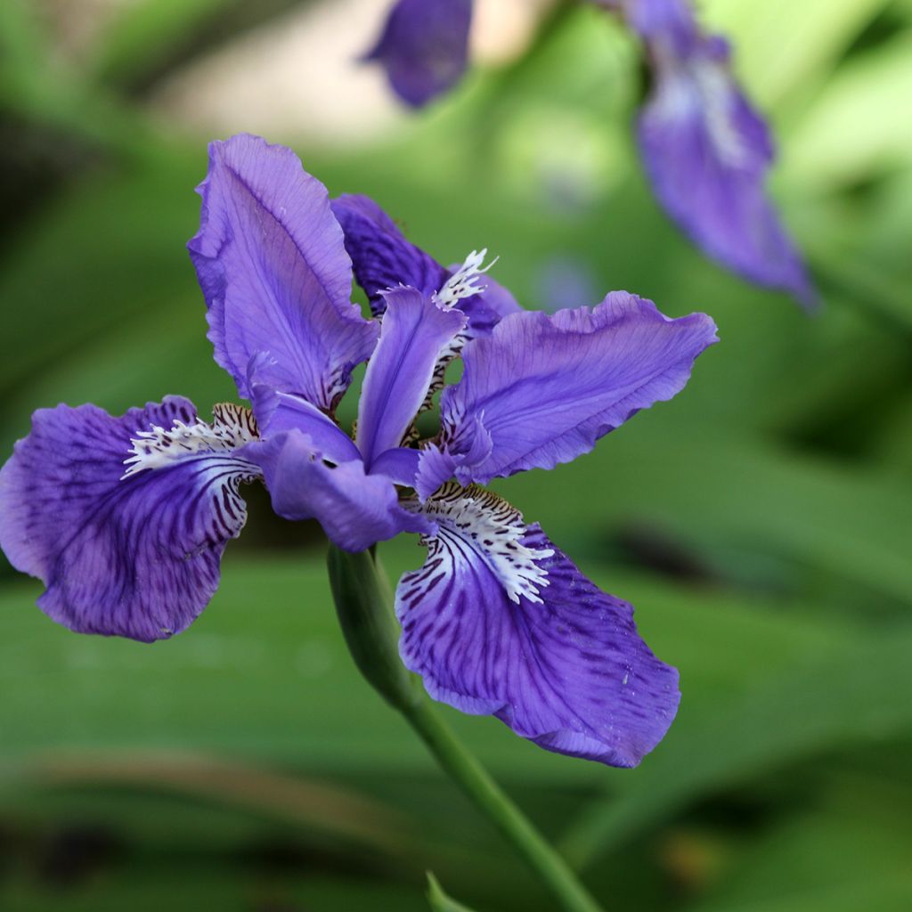 Iris tectorum  - Íris de telhado