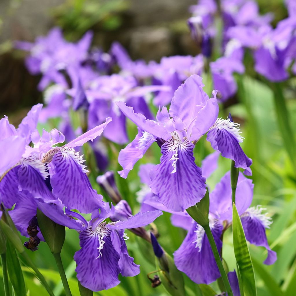 Iris tectorum  - Íris de telhado