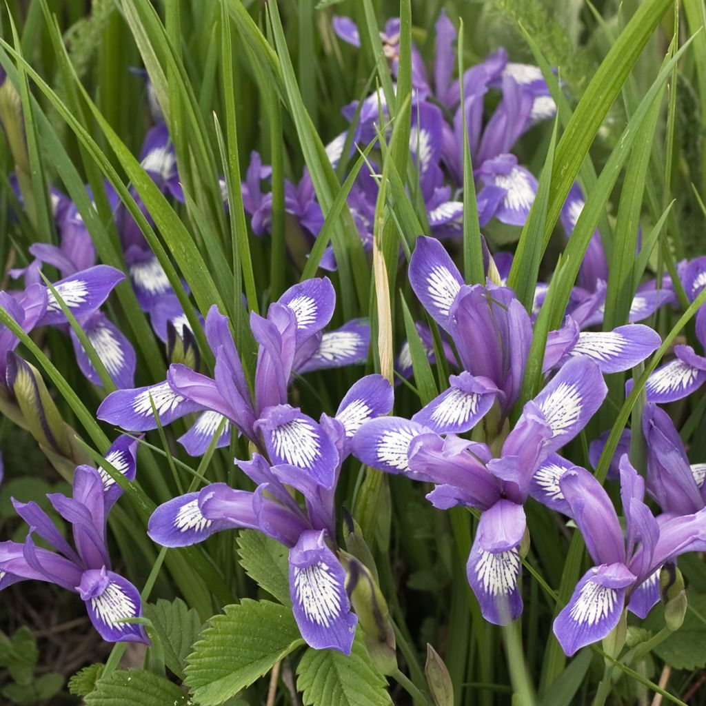 Iris versicolor