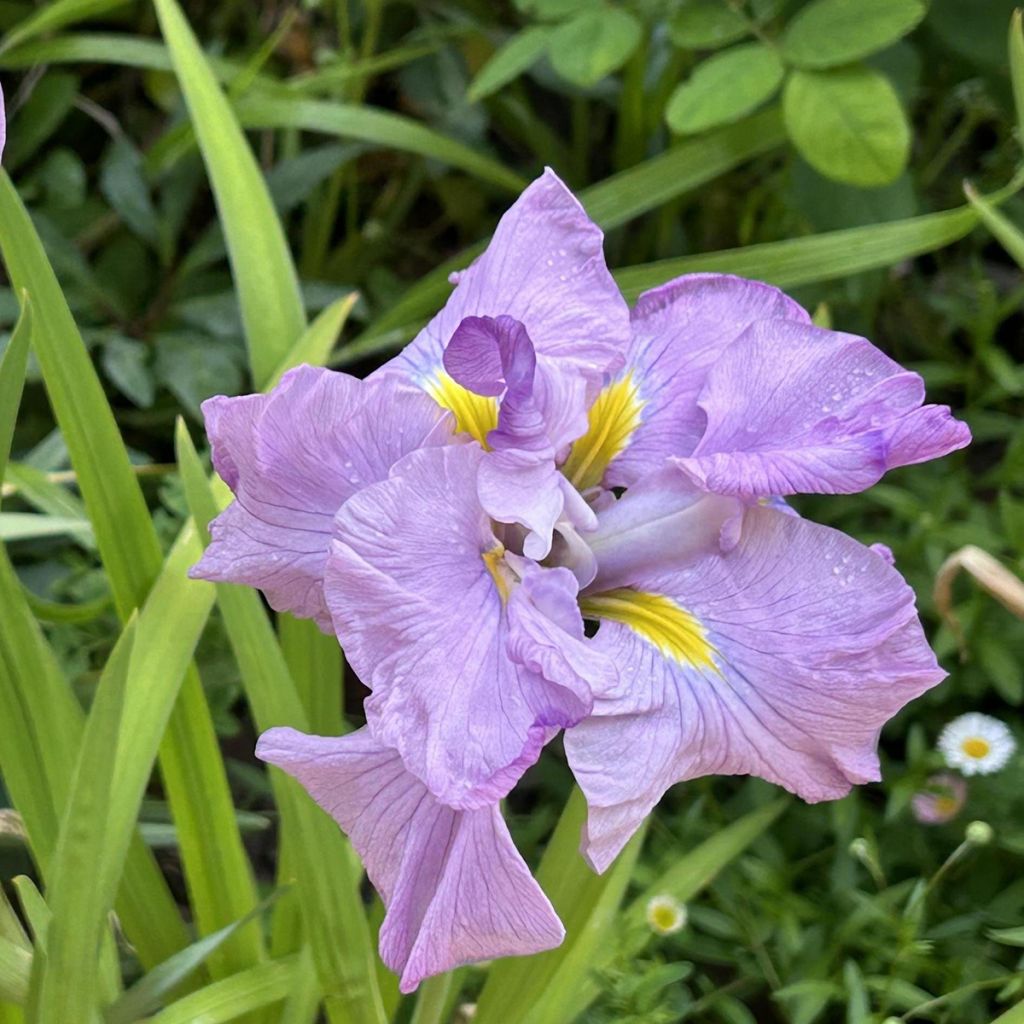 Iris ensata Worley Pink