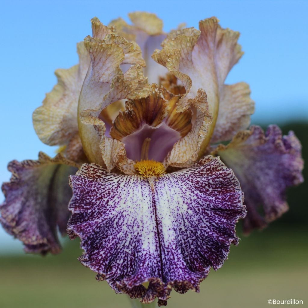 Iris germanica Dipped in Dots - Íris alemã