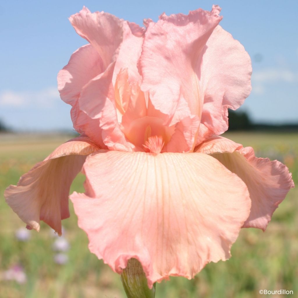 Iris germanica Magical Encounter - Íris alemã
