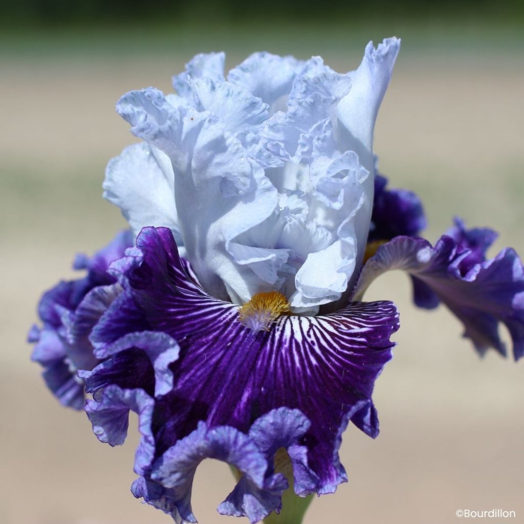 Iris germanica Polar Shift - Íris alemã