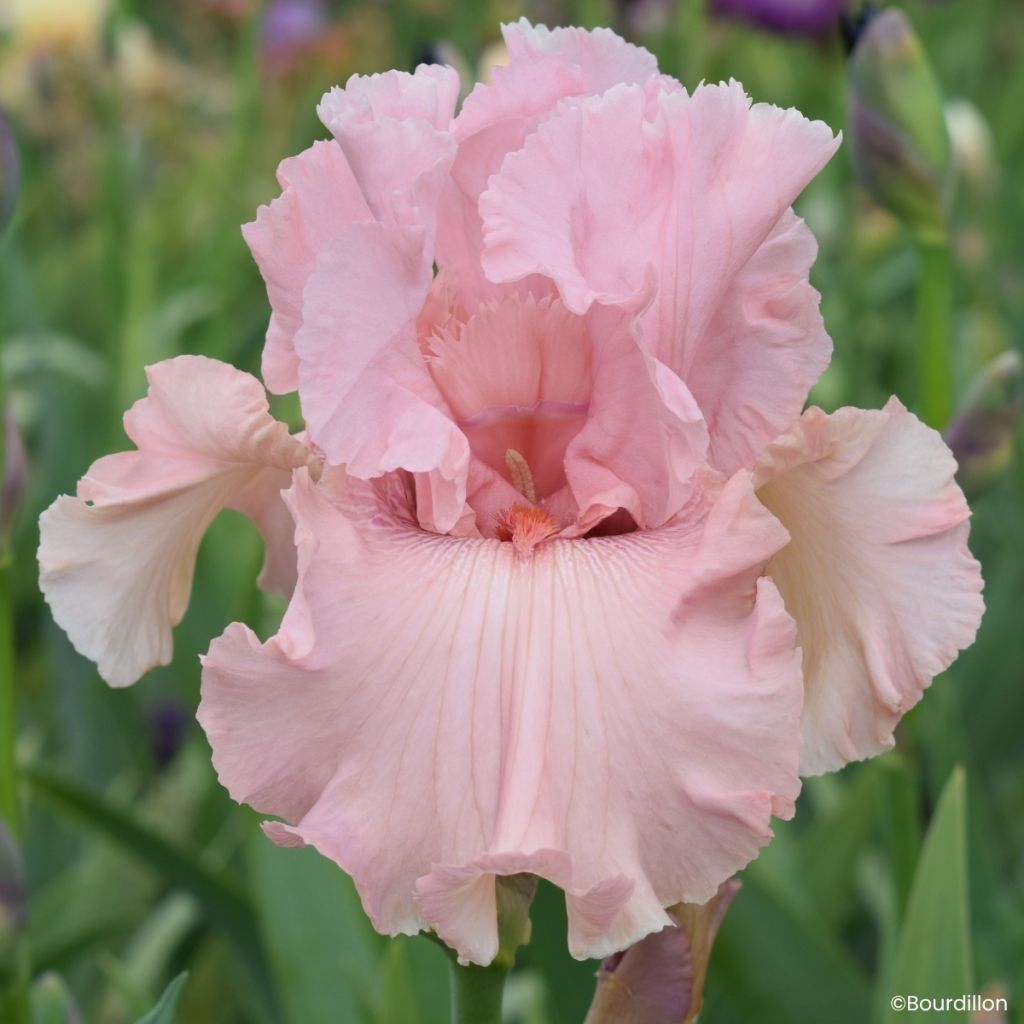 Iris germanica Star Appeal - Íris alemã