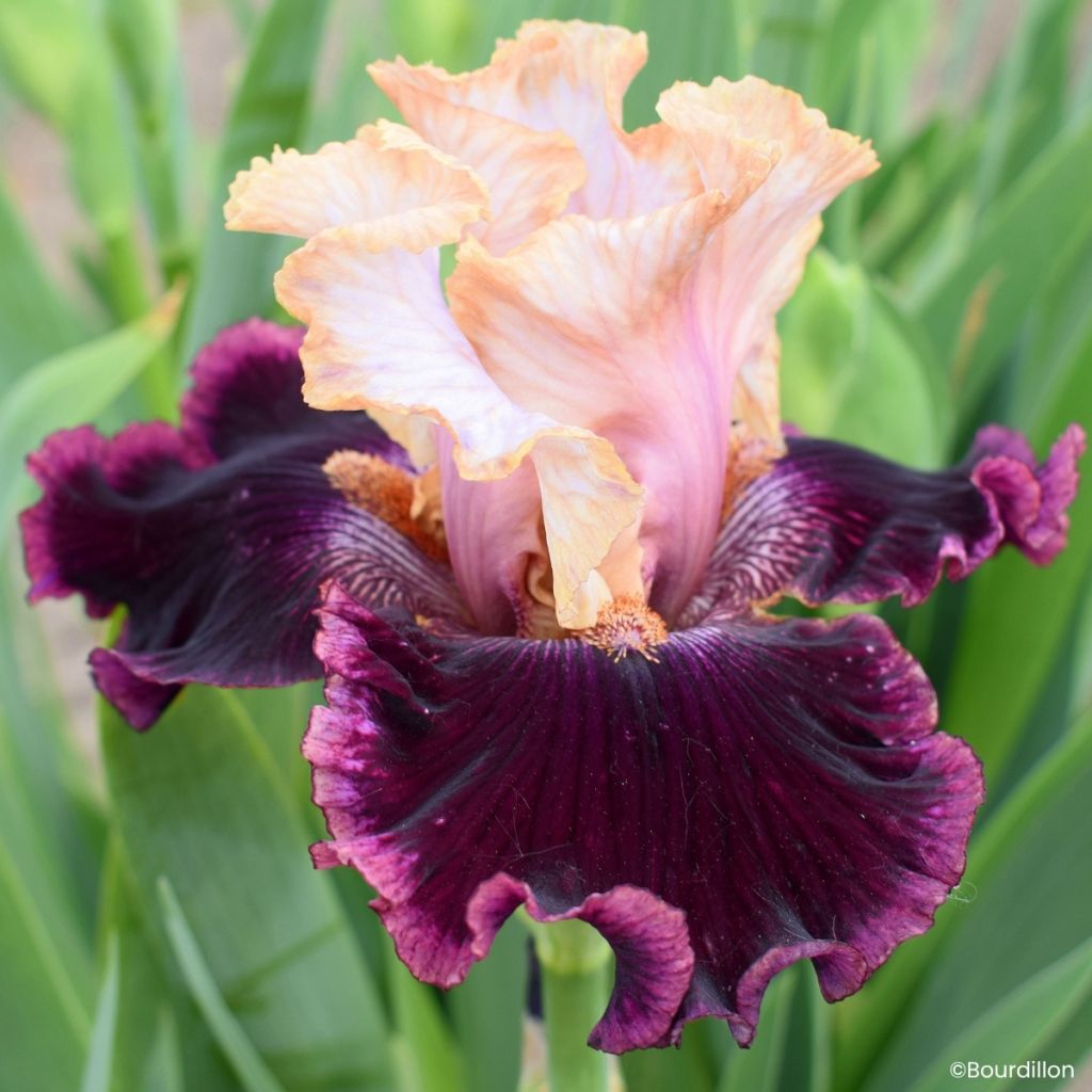 Iris germanica Vanilla Berry - Íris alemã