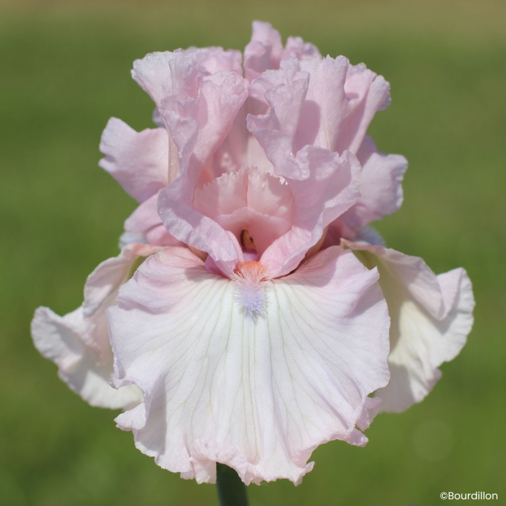 Iris germanica Vanity Girl - Íris alemã