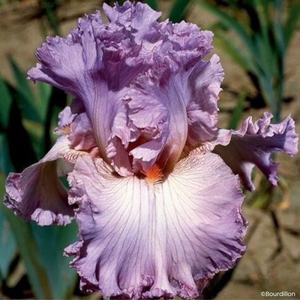 Iris germanica Vienna Waltz - Íris alemã