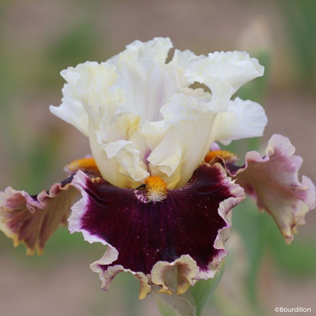 Iris germanica When Doves Cry - Íris alemã