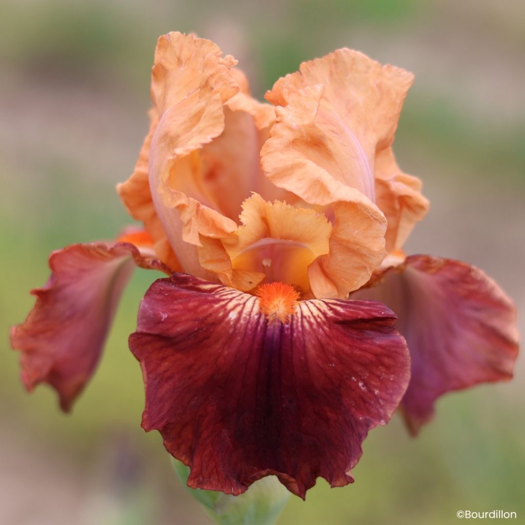 Iris germanica Apricot Toping - Íris alemã de bordadura
