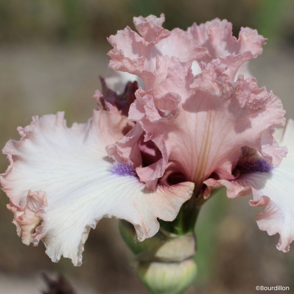 Iris germanica Don't Stop Believing - Íris alemã