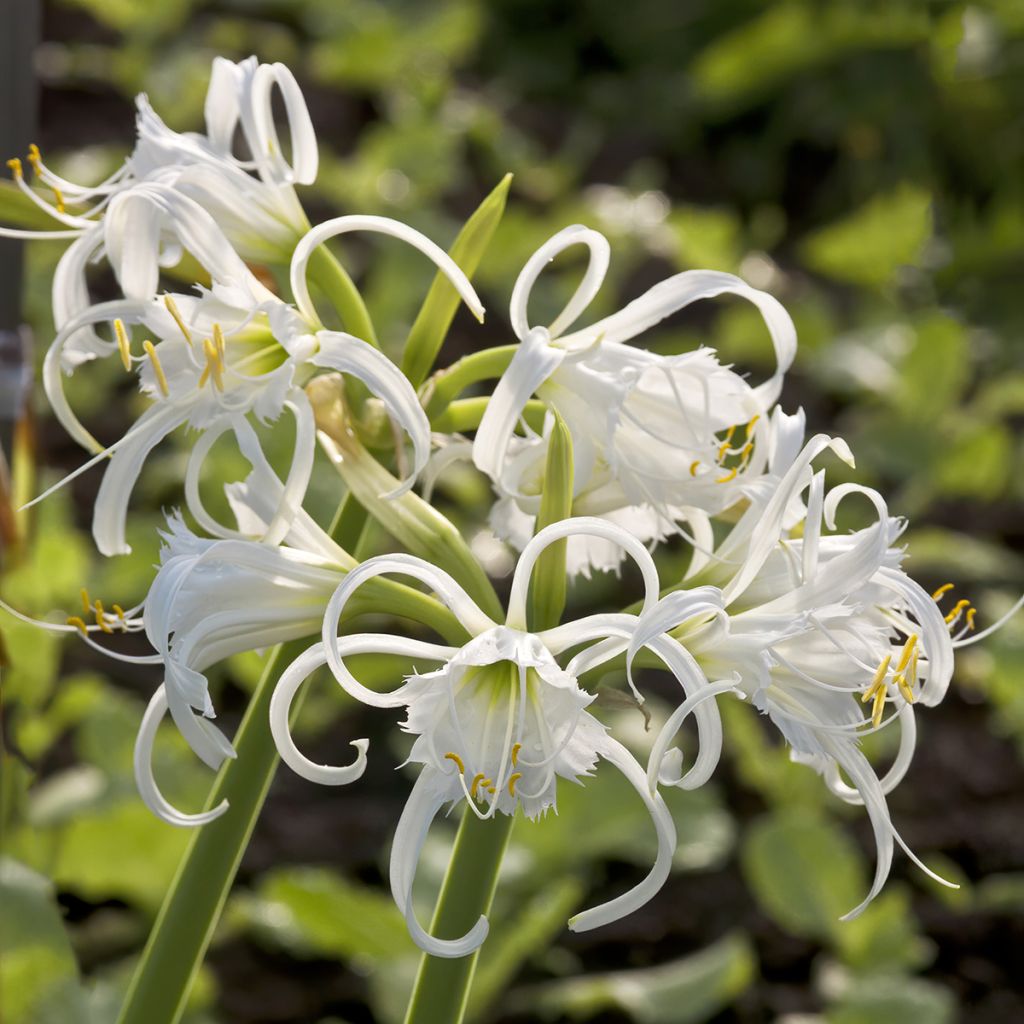 Hymenocallis festalis Branca