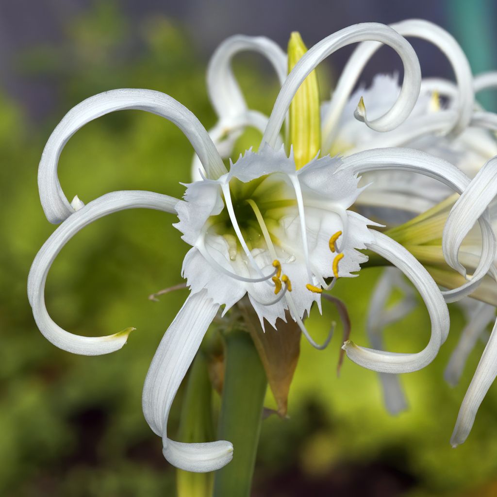 Hymenocallis festalis Branca
