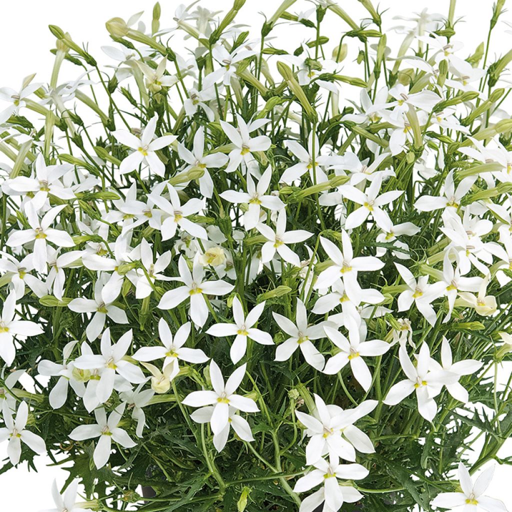 Isotoma Wendy's White