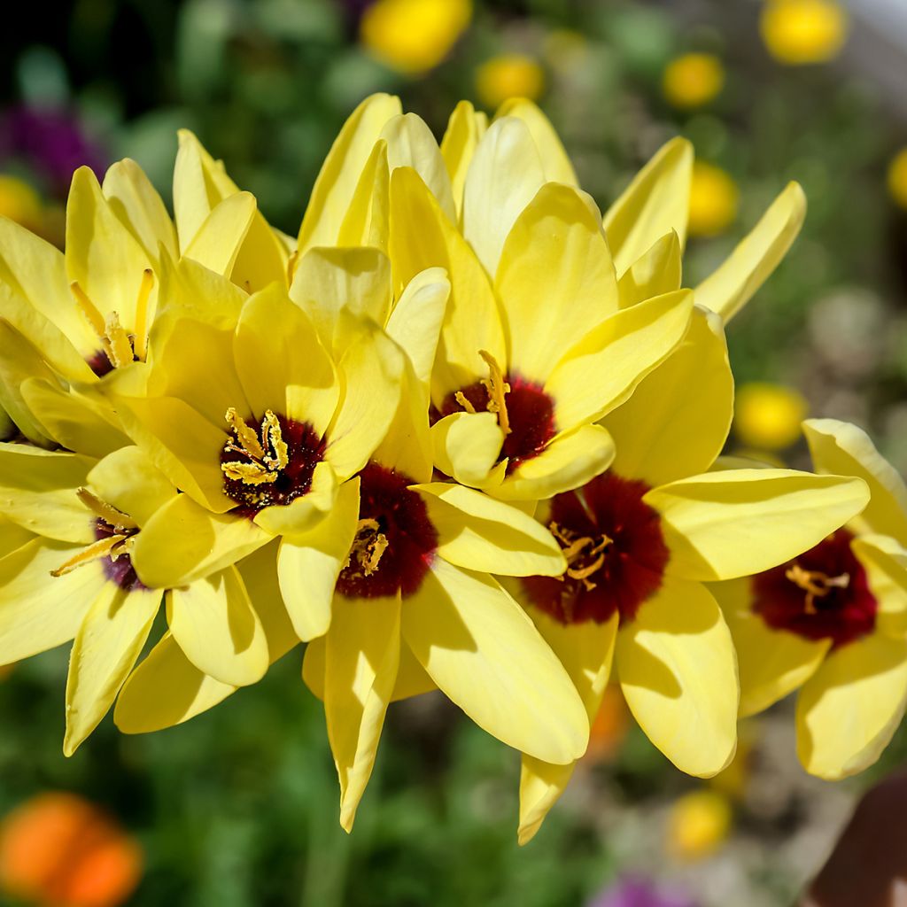 Ixia Yellow Emperor