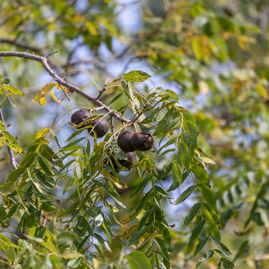 Juglans nigra