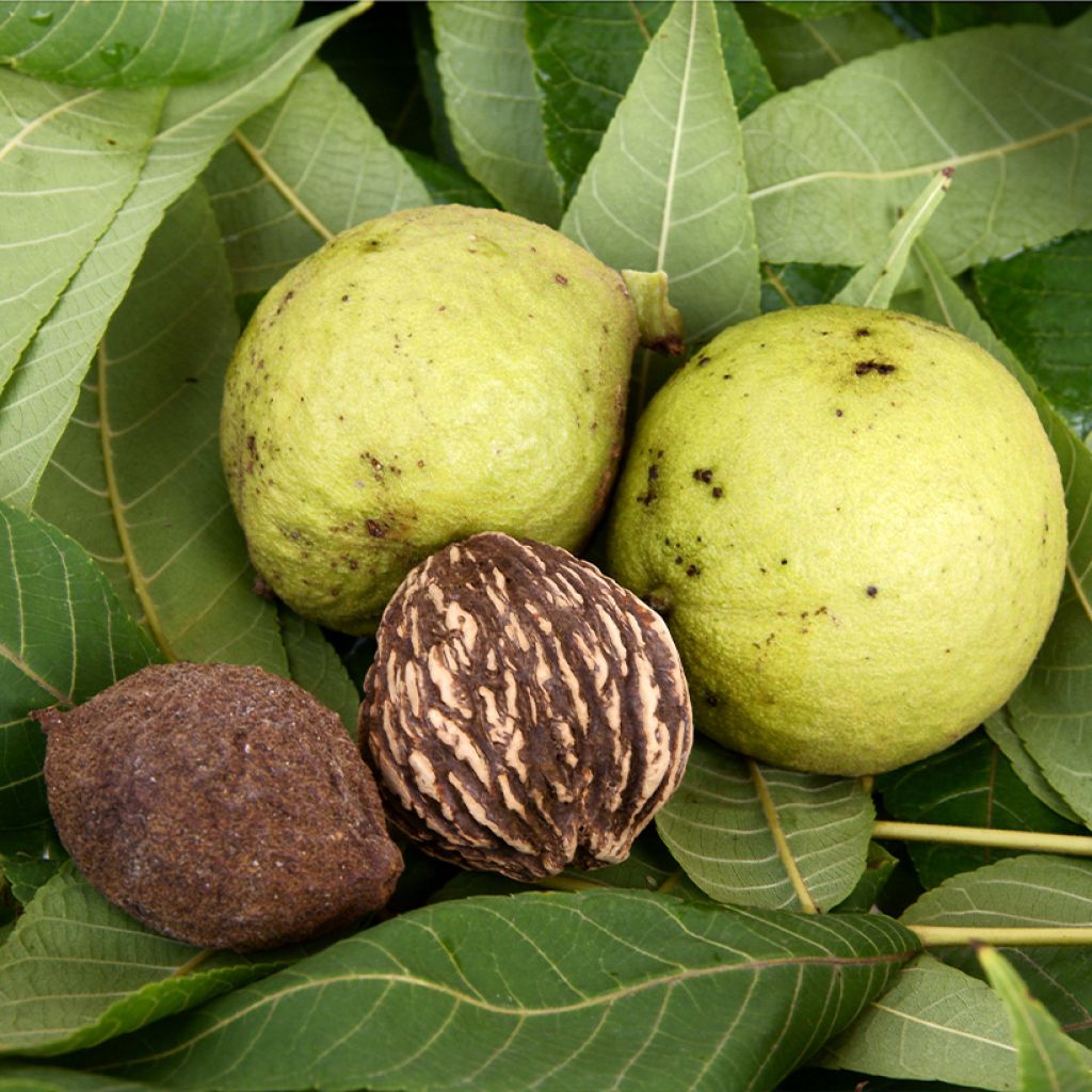 Juglans nigra