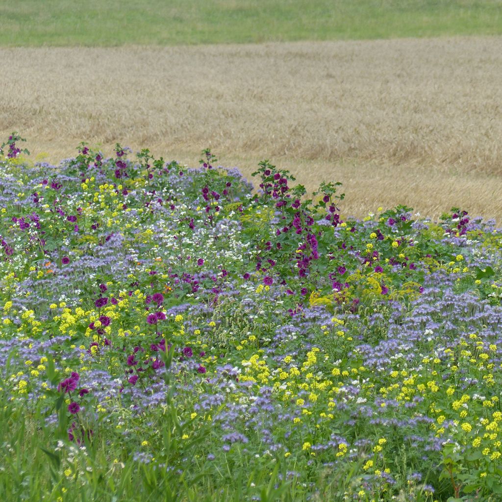 Pousio melífero Tübinger Bio