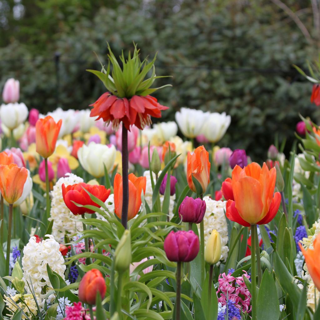 Jacinto City of Haarlem