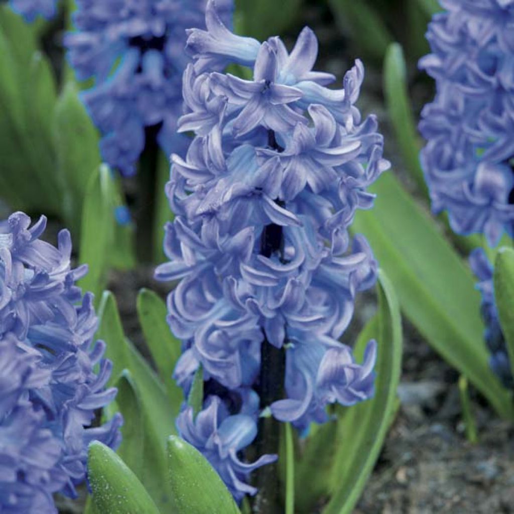 Jacinto Delft Blue