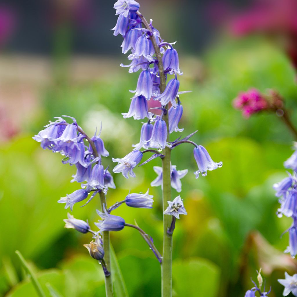 Jacinto-dos-bosques - Hyacinthoides hispanica