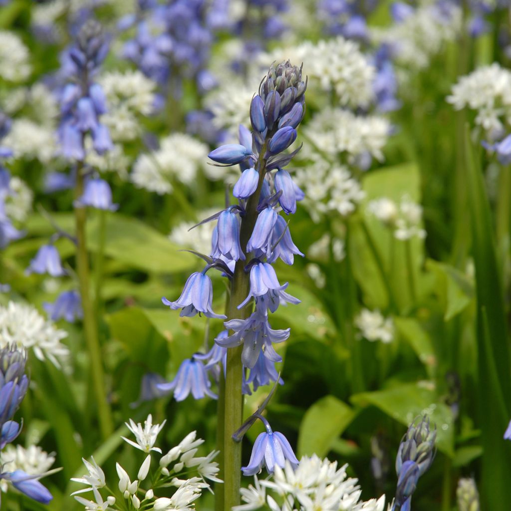 Jacinto-dos-bosques - Hyacinthoides hispanica