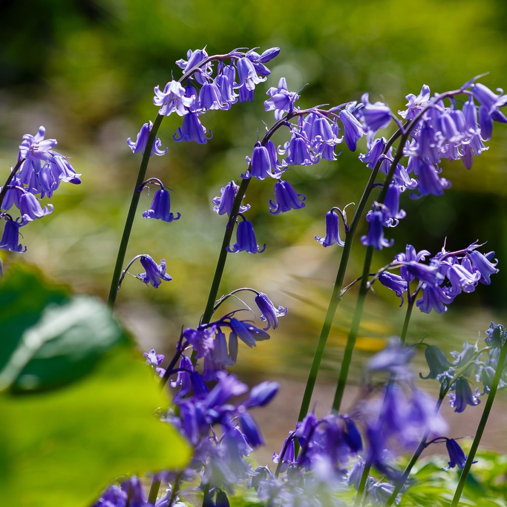 Jacinto-dos-bosques - Hyacinthoides hispanica