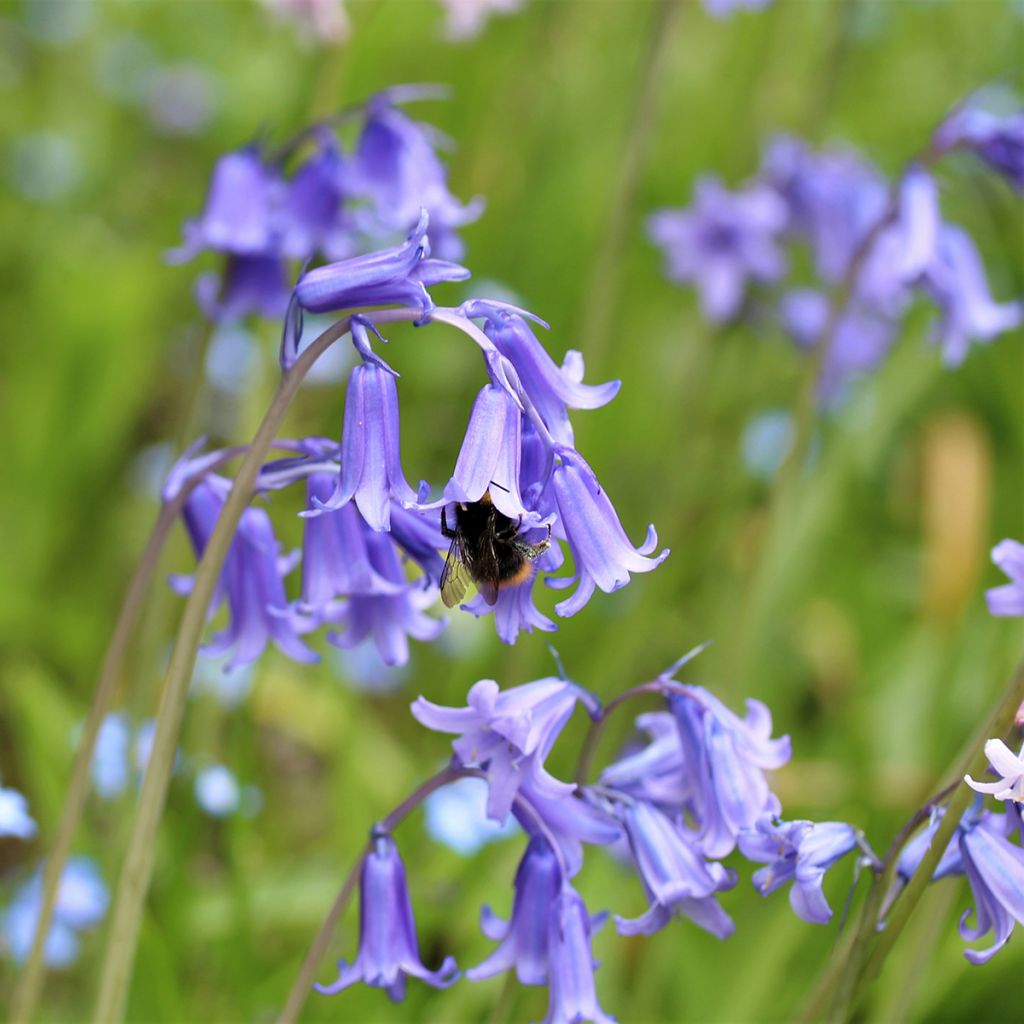 Jacinto-dos-bosques - Hyacinthoides hispanica