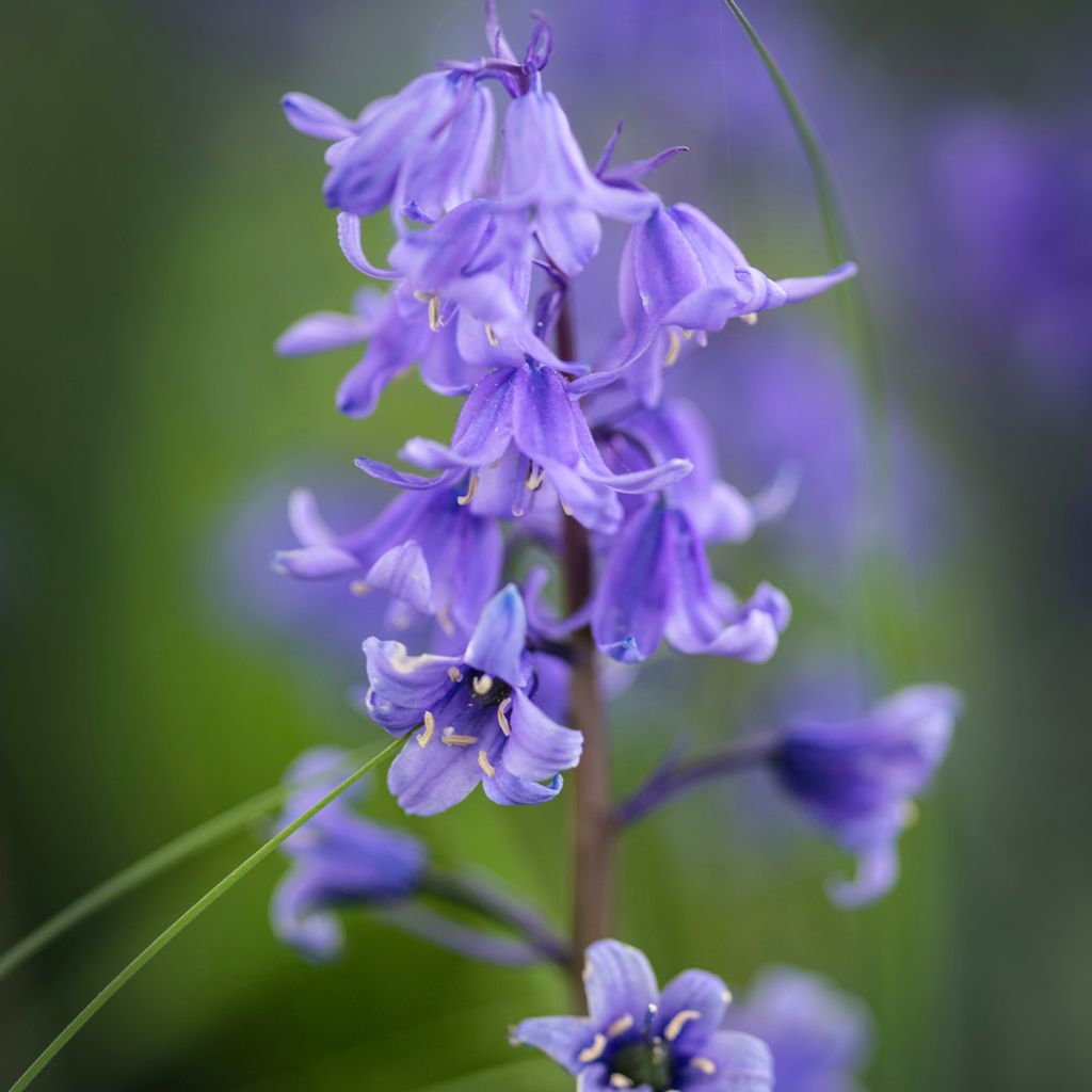 Jacinto-dos-bosques - Hyacinthoides hispanica
