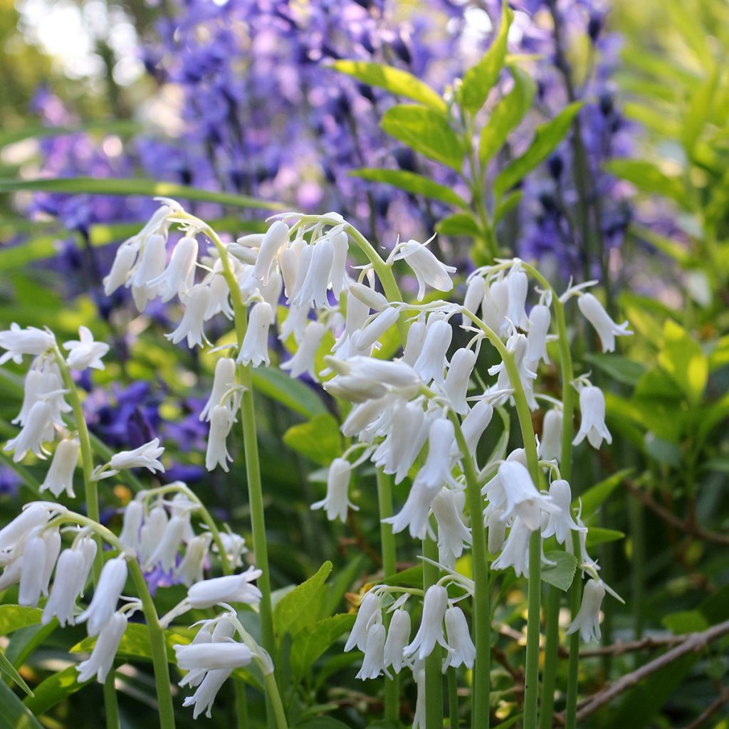 Jacinto-dos-bosques Branco - Hyacinthoides hispanica