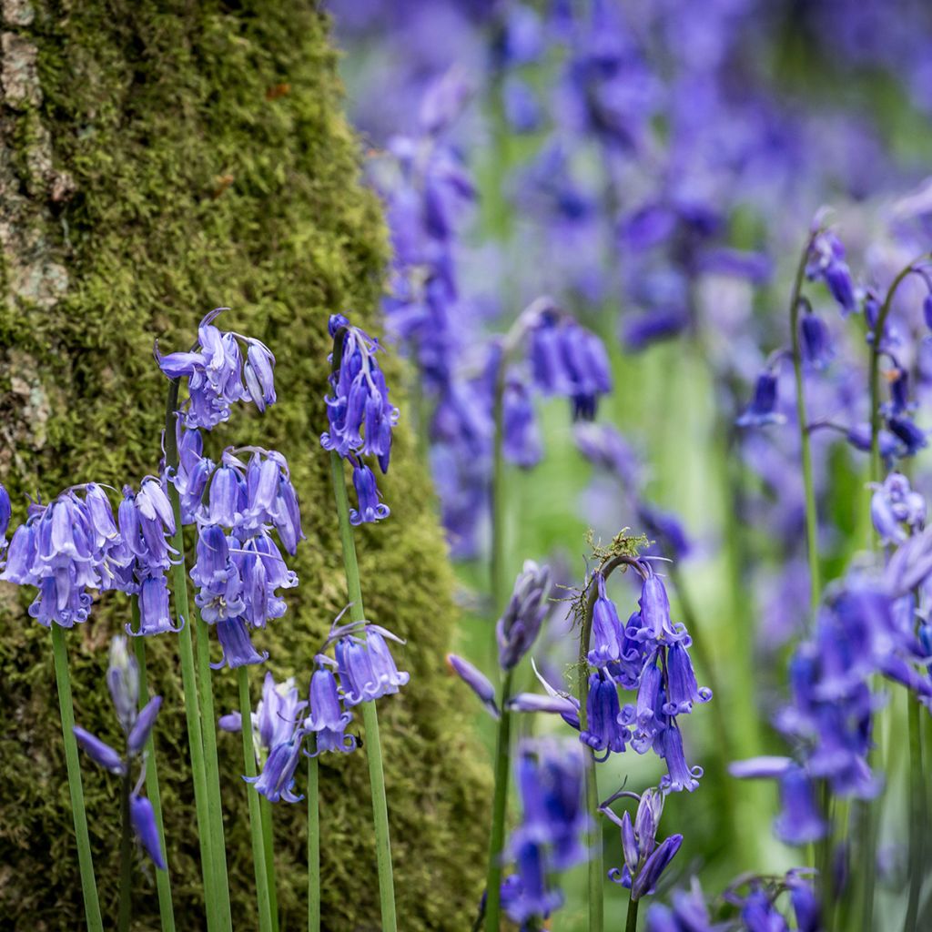 Jacinto-dos-campos - Hyacinthoides non-scripta