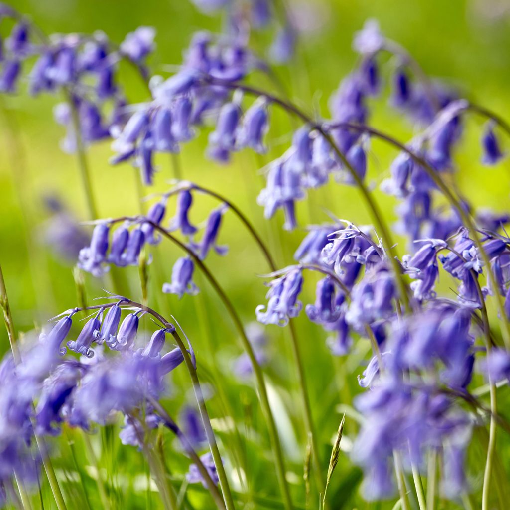 Jacinto-dos-campos - Hyacinthoides non-scripta