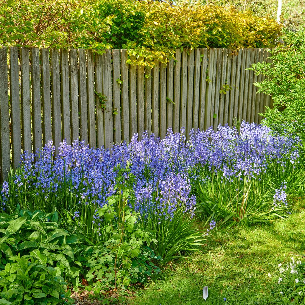 Jacinto-dos-campos - Hyacinthoides non-scripta
