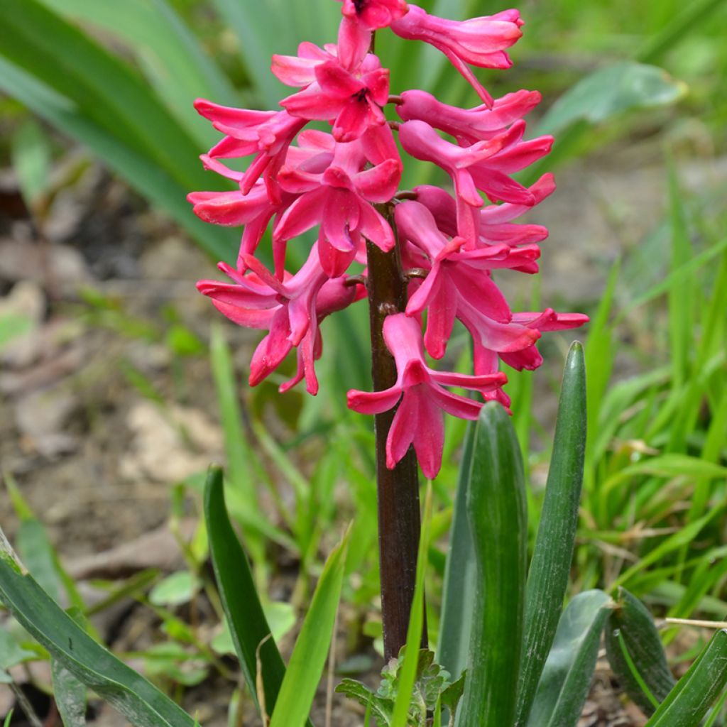 Jacinto Jan Bos vermelho preparado para forçagem