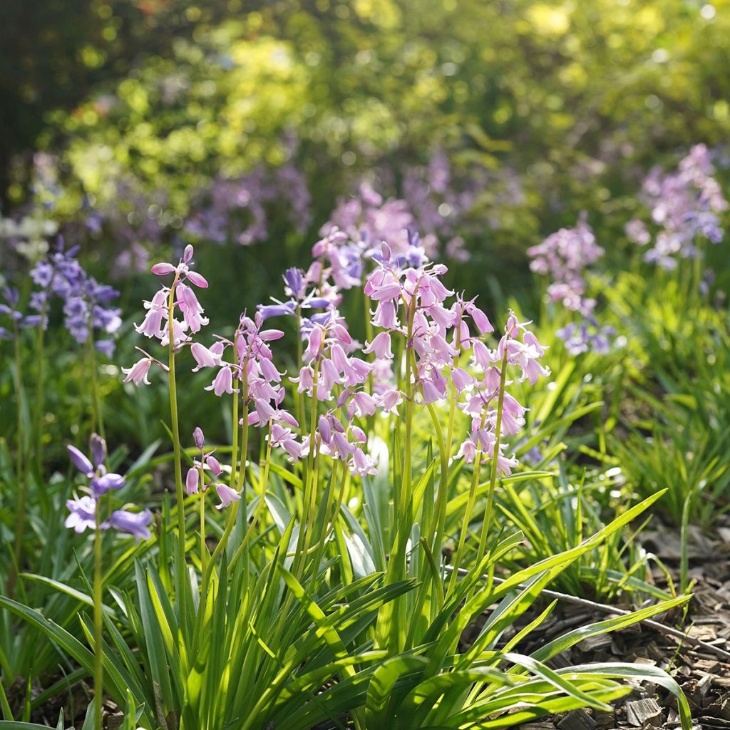 Hyacinthoides hispanica Mix em bolbo