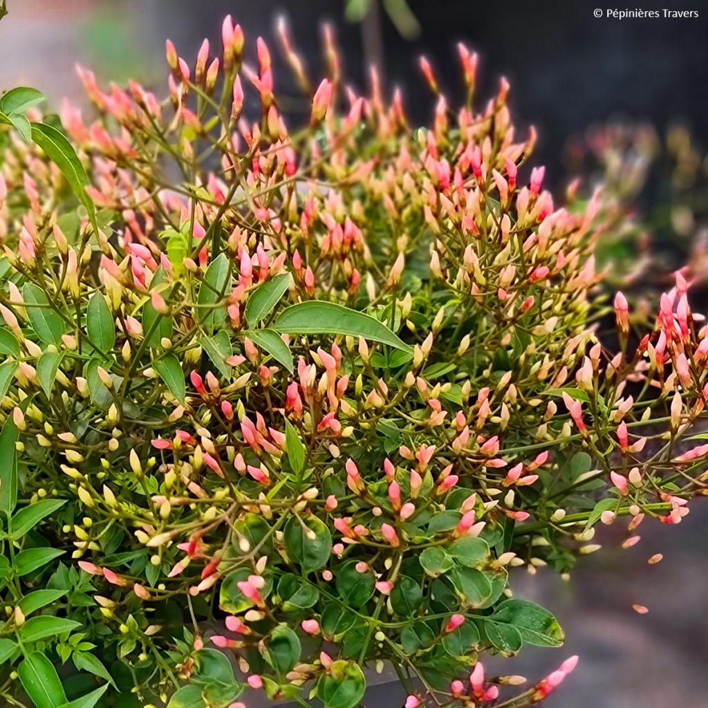 Jasminum Starry Night em sementes