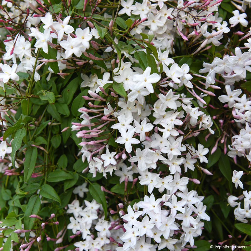 Jasminum Starry Night em sementes