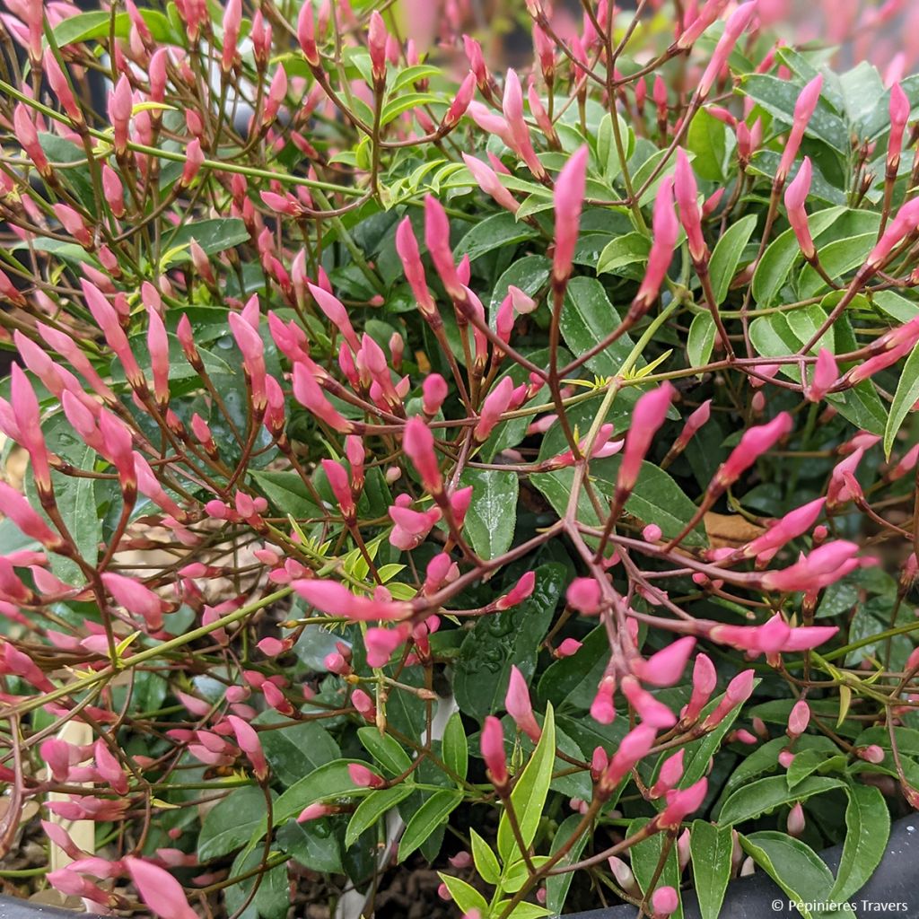 Jasminum Starry Night em sementes