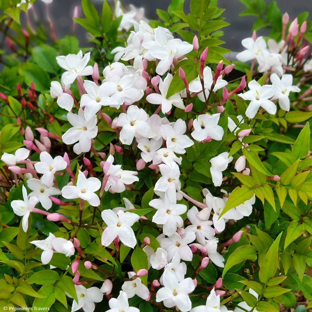 Jasminum Starry Night em sementes