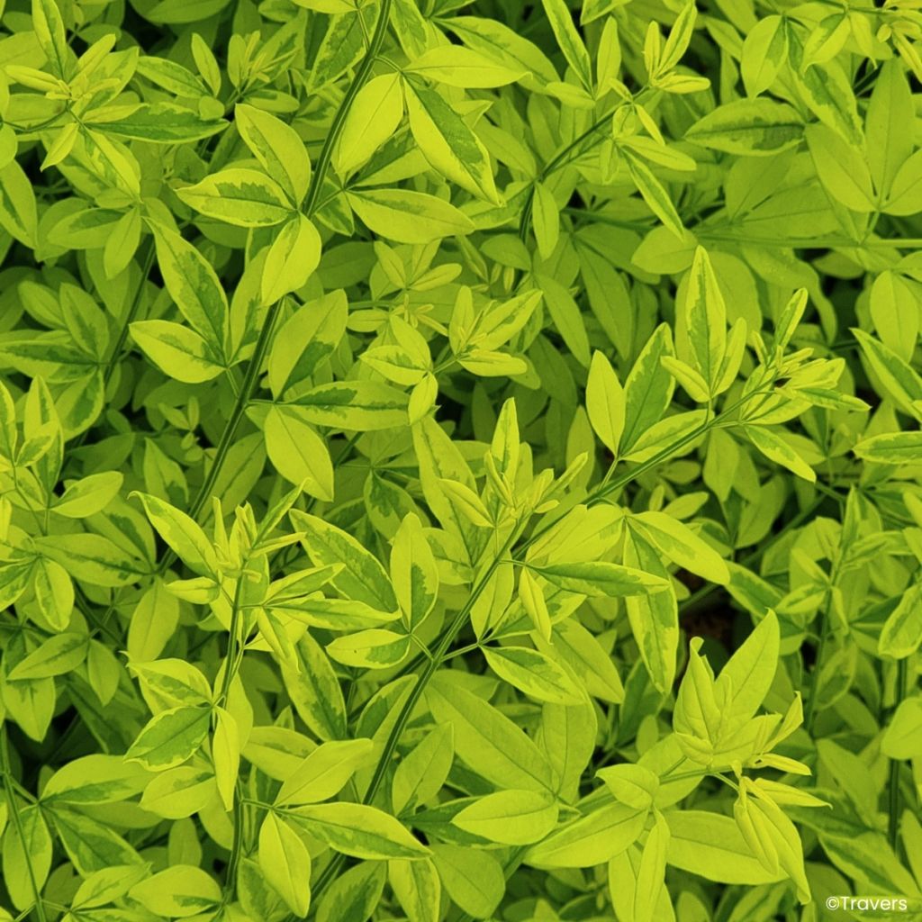 Jasminum mesnyi Goldtouch - Jasmim-primulina