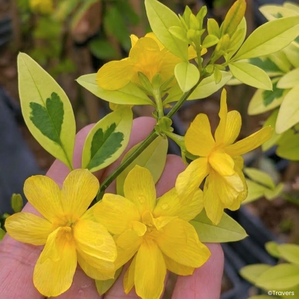 Jasminum mesnyi Goldtouch - Jasmim-primulina
