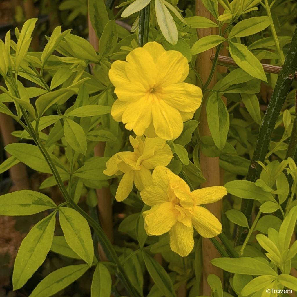 Jasminum mesnyi Goldtouch - Jasmim-primulina