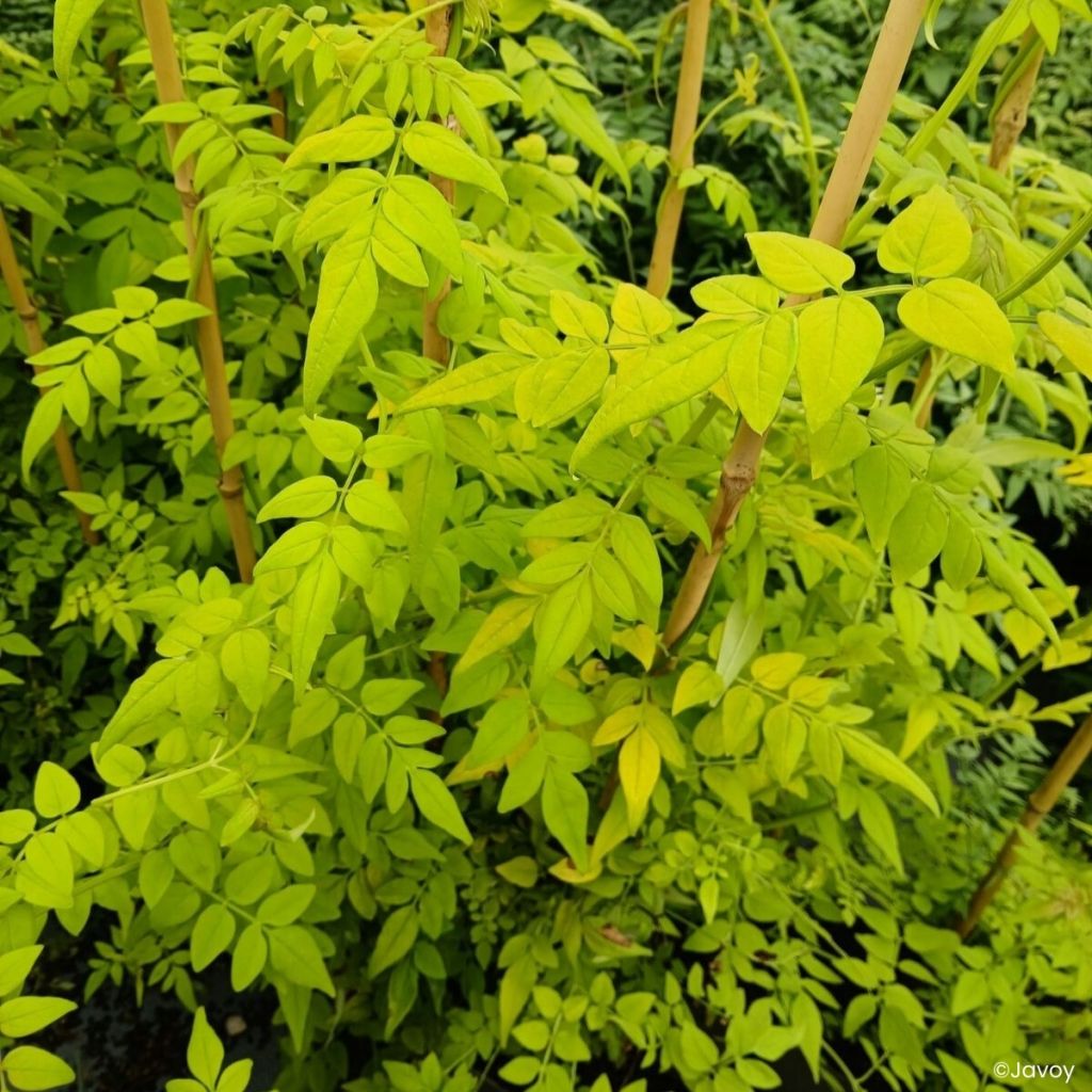 Jasminum officinale Sunbeam
