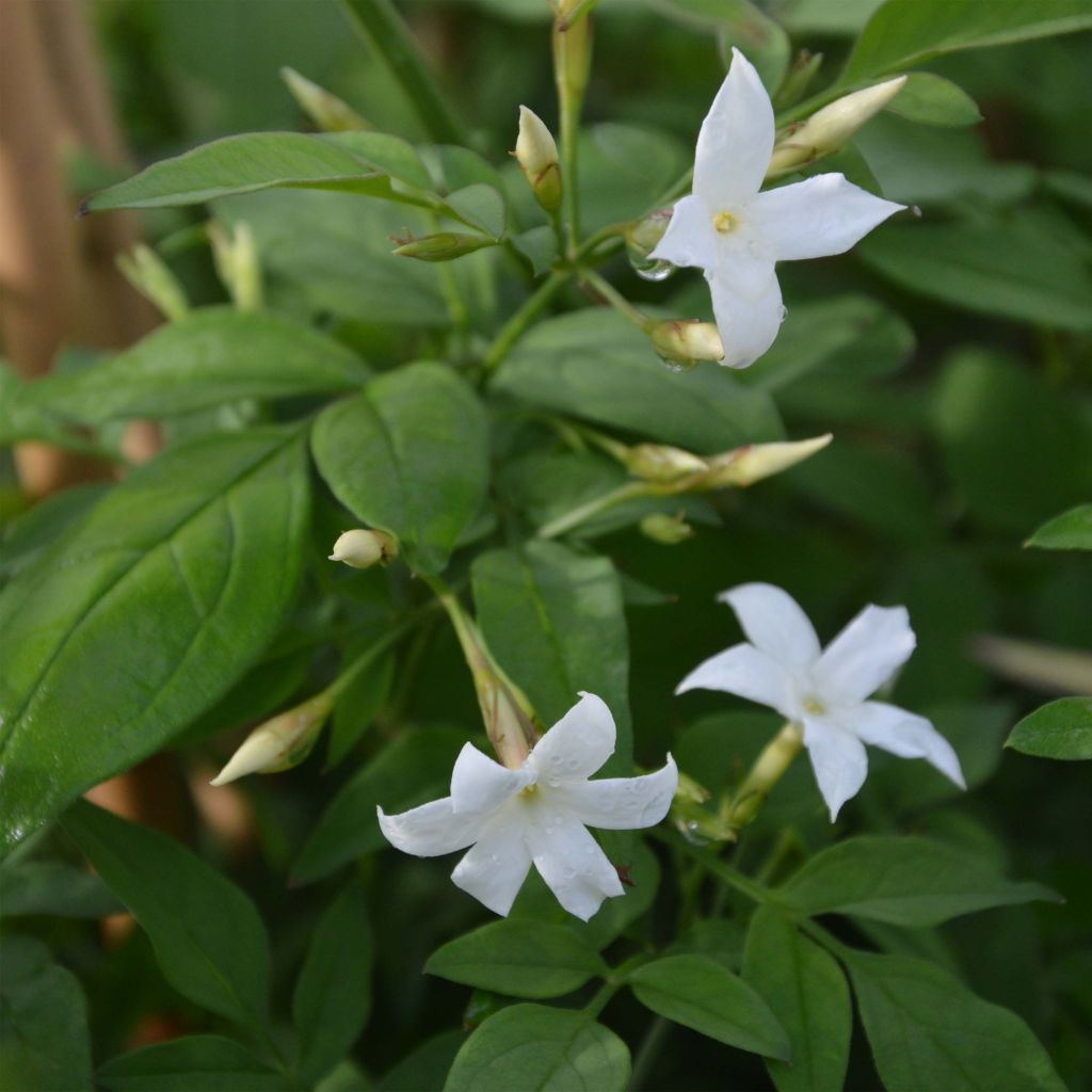 Jasminum officinale