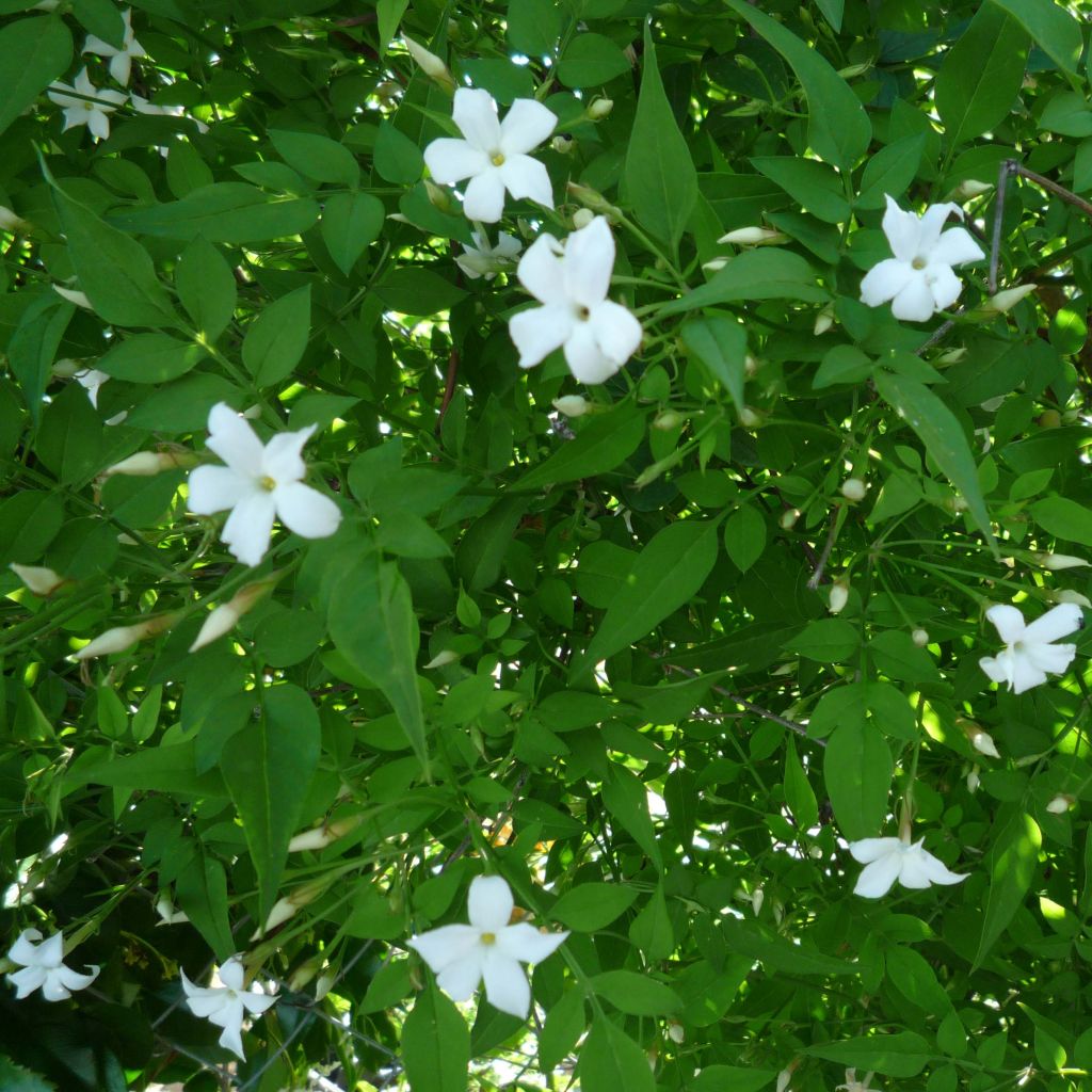 Jasminum officinale